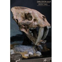 Wonders of the Wild Series Statue Smilodon Skull Fossil 22 cm