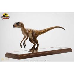 Jurassic Park Estatua 1/4 Velociraptor Clever Girl 49 cm PARQUE JURASICO ELITE CREATURES