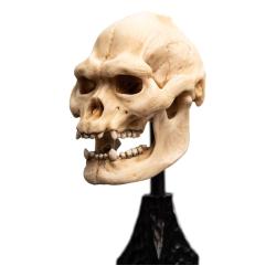 El Señor de los Anillos Estatua Skull of Lurtz 14 cm WETA