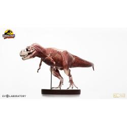 Jurassic Park Statue 1/12 T-Rex Anatomy 45 cm