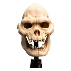 El Señor de los Anillos Estatua Skull of Lurtz 14 cm WETA